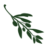 Olive Video Editor